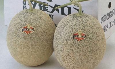 melons-yubari