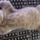 chat-endormi-bureau-clavier