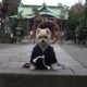 ceremonie-shichi-go-san-chiens-animau-japon