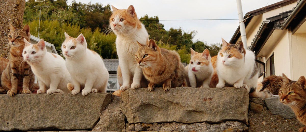 iles-aux-chats-nekojima-japon-tourisme-voyage