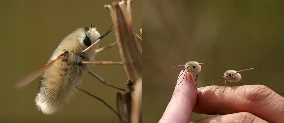insecte-mignon-japon-kawaii