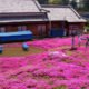 jardin-fleurs-amour-couple-Japon