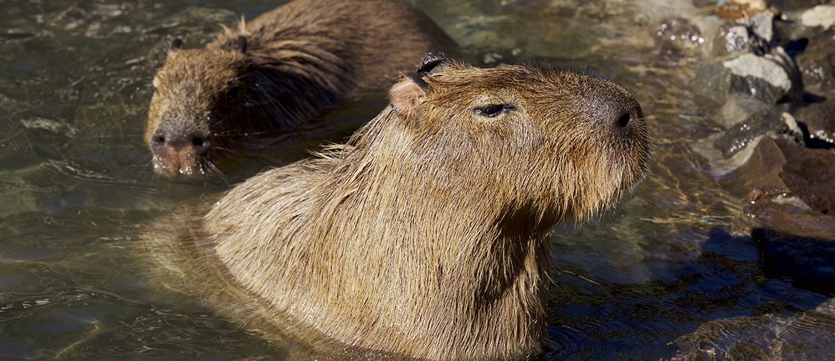 capybara-onsen-bain-japon-tourisme