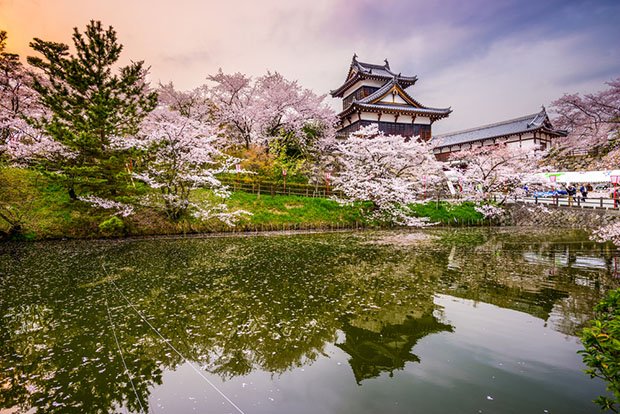 cerisiers-fleurs-sakura-hanami-Japon (10)