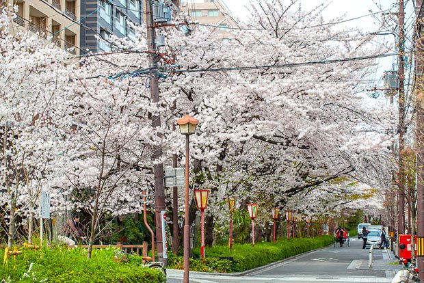 cerisiers-fleurs-sakura-hanami-Japon (13)