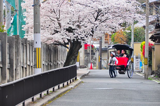 cerisiers-fleurs-sakura-hanami-Japon (20)