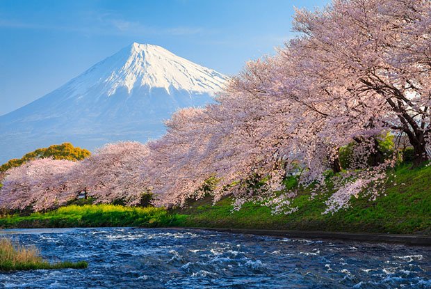 cerisiers-fleurs-sakura-hanami-Japon (3)