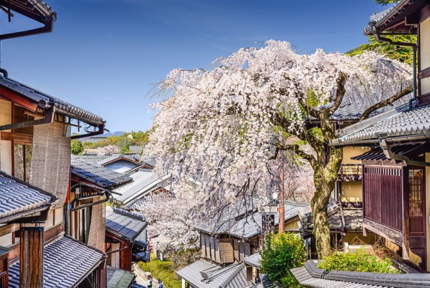 cerisiers-fleurs-sakura-hanami-Japon (5)