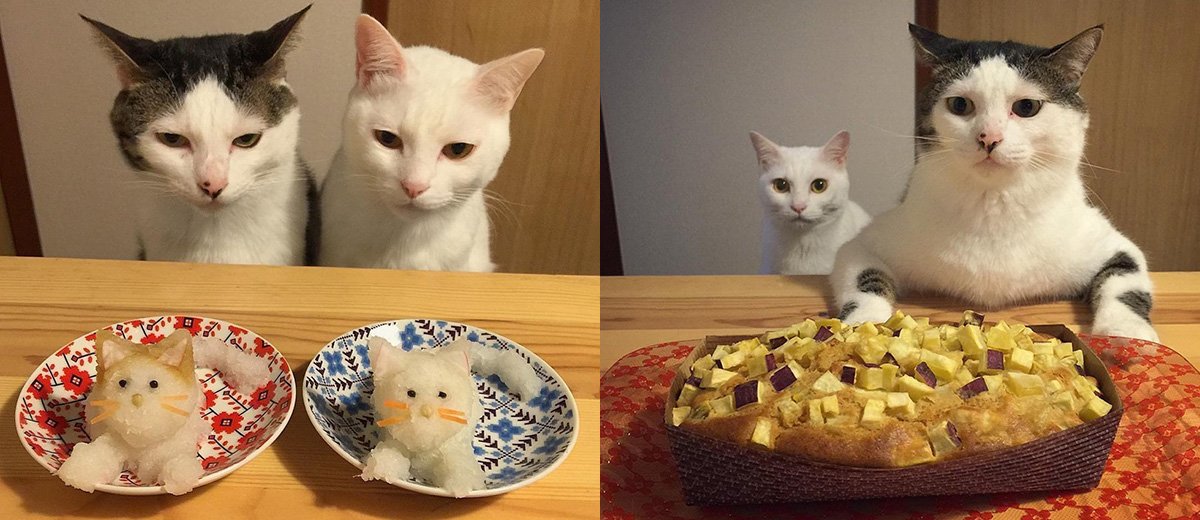 chats-Japon-repas-kawaii