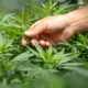cannabis-legalisation-japon-medical